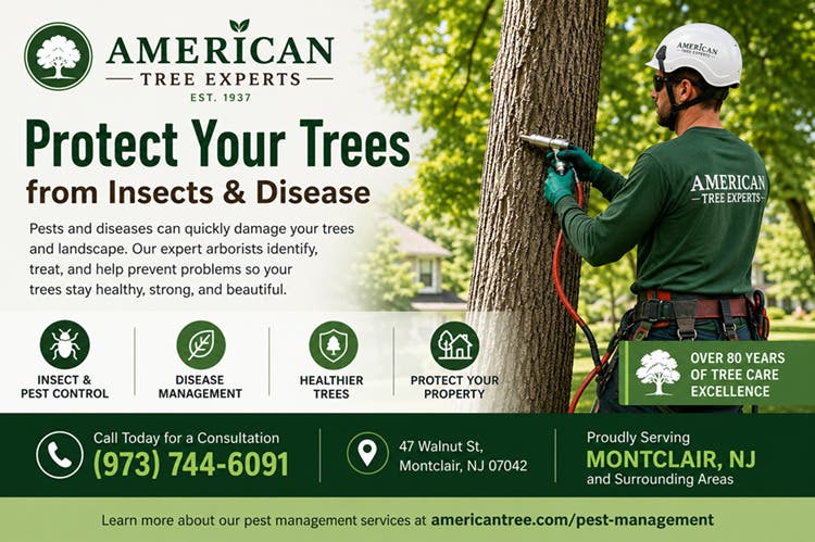  Protect Your Trees from Insects & Disease in Montclair, NJ