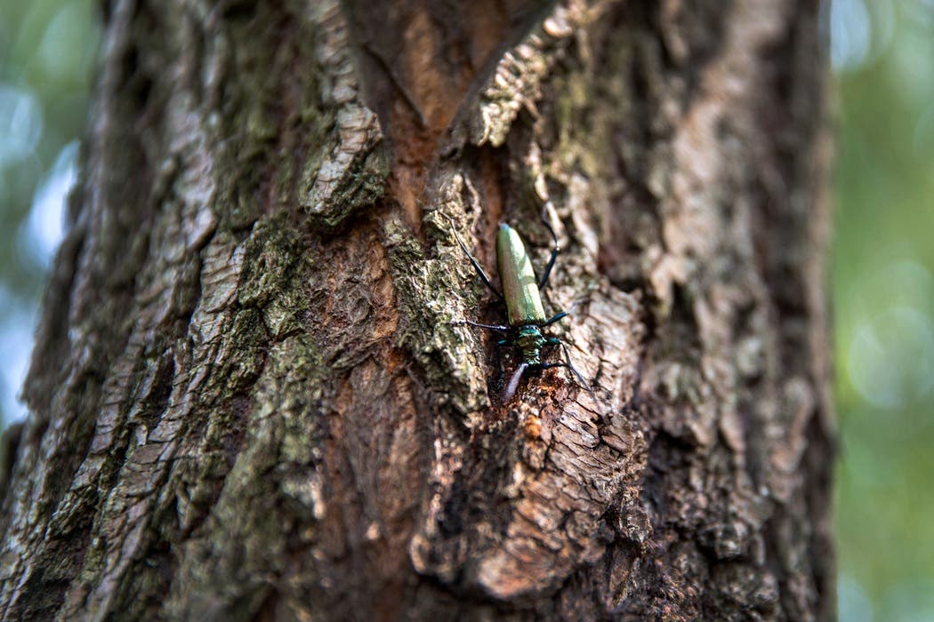 Tree Pest & Disease Management in Montclair, NJ
