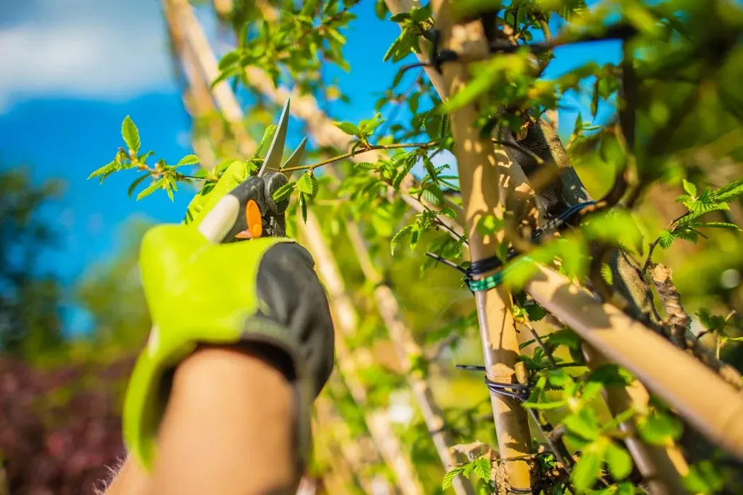 Tree Pruning in Montclair, NJ -  Professional Tree Care by American Tree Experts