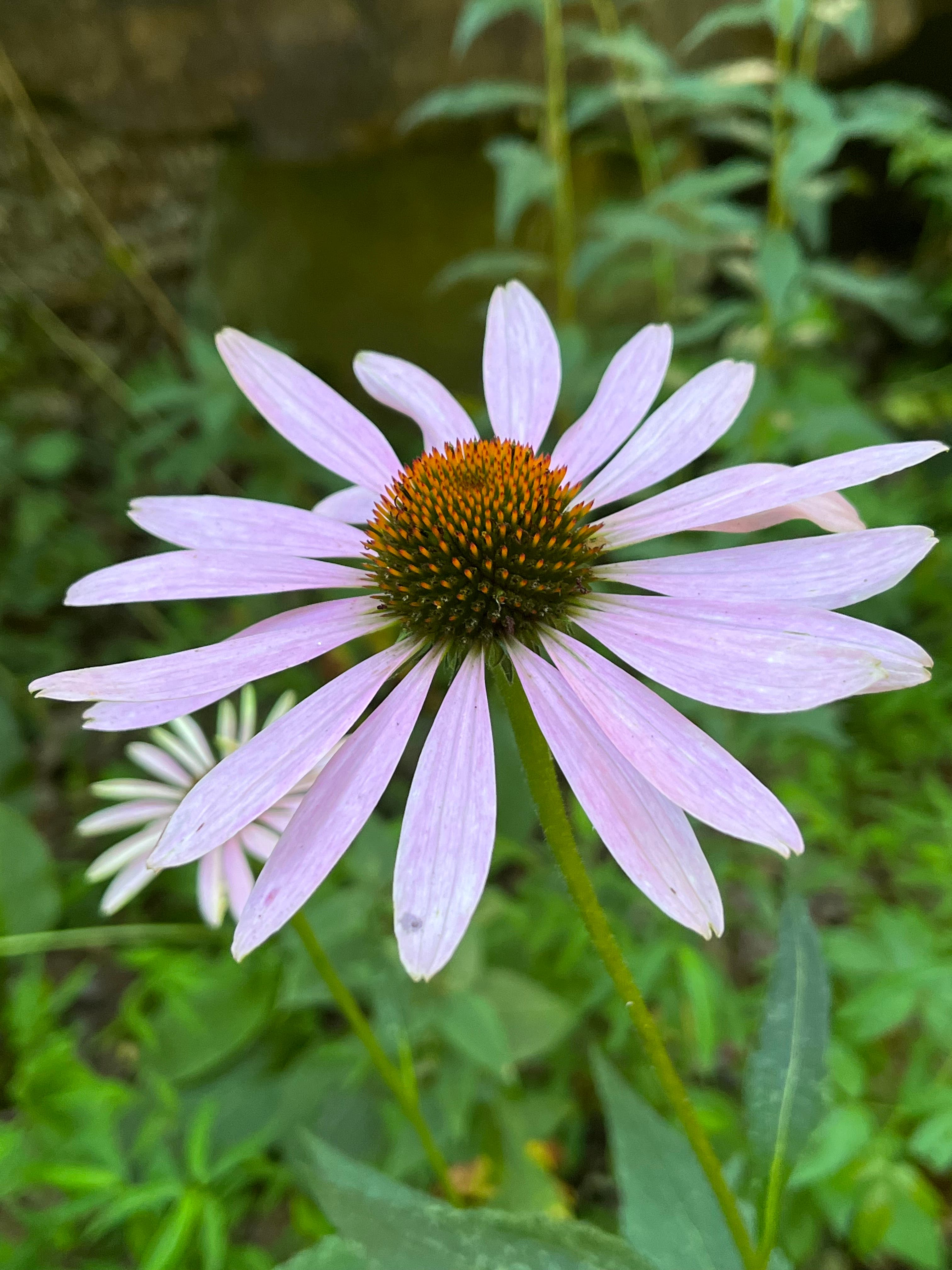 aug-19-city-abundance-plant-swap-and-share-raleigh-nc-patch