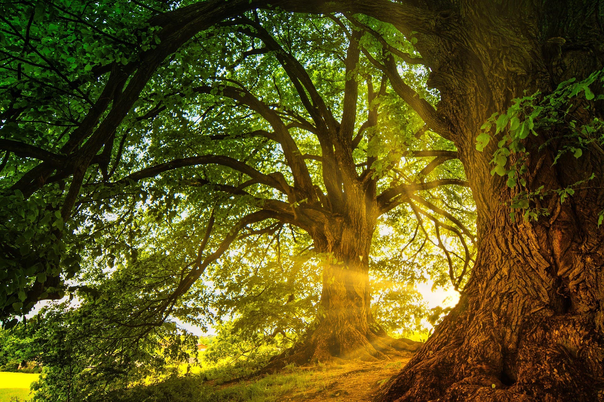 Native Plants, Invasive Species & the Ecosystems That Need Us, presented by The LI Conservancy