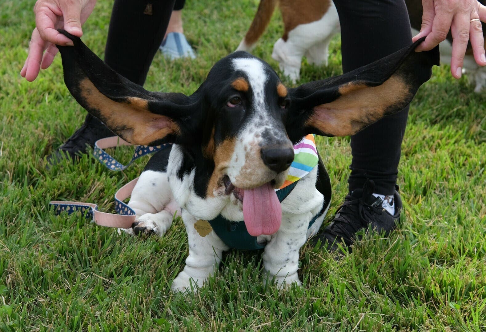 Basset Rescue Fall Festival