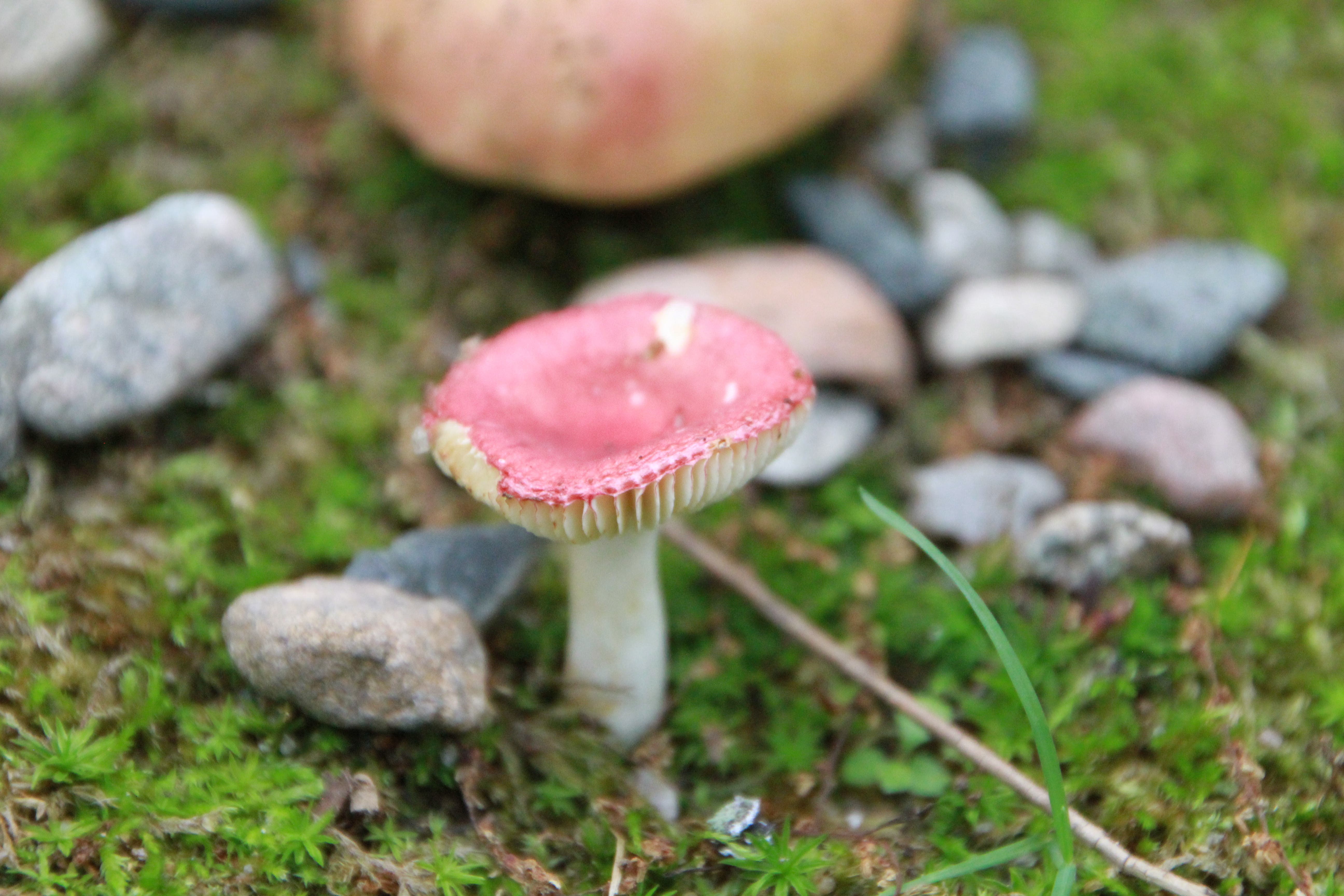 Mushroom Walk at Hale