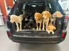 Siblings from a litter enjoy exploring a brand new Subaru at the 2025 event.
