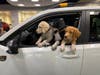 Siblings from a litter enjoy exploring a brand new Subaru at the 2025 event.