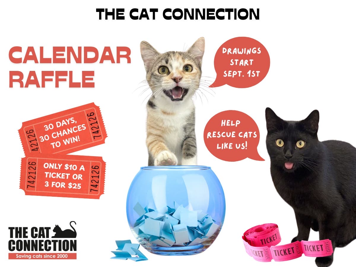 The Cat Connection Calendar Raffle