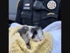 Three newborn kittens are with Planned PEThood after police say they were thrown out of the window of a moving car on April 4 at the intersection of Pleasant Hill Road and Steve Reynolds Boulevard. One of the kittens later died.