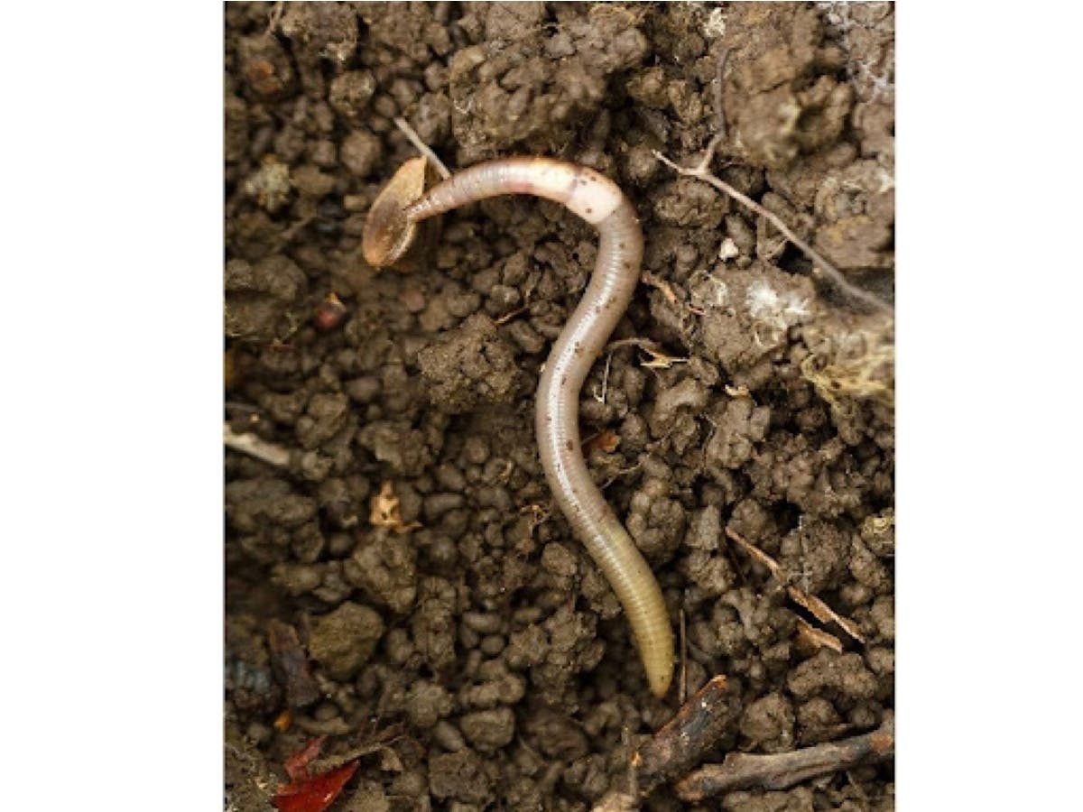 Jumping worm populations grow quickly through a couple of generations a season.