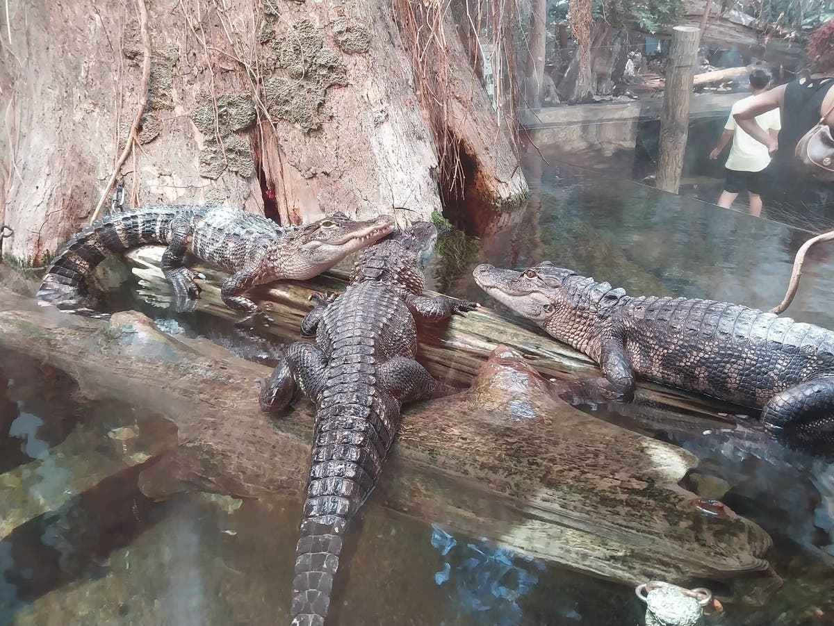 Game wardens responded to the park after receiving a report of the 'illegal killing of an alligator' this week in a south Georgia town.