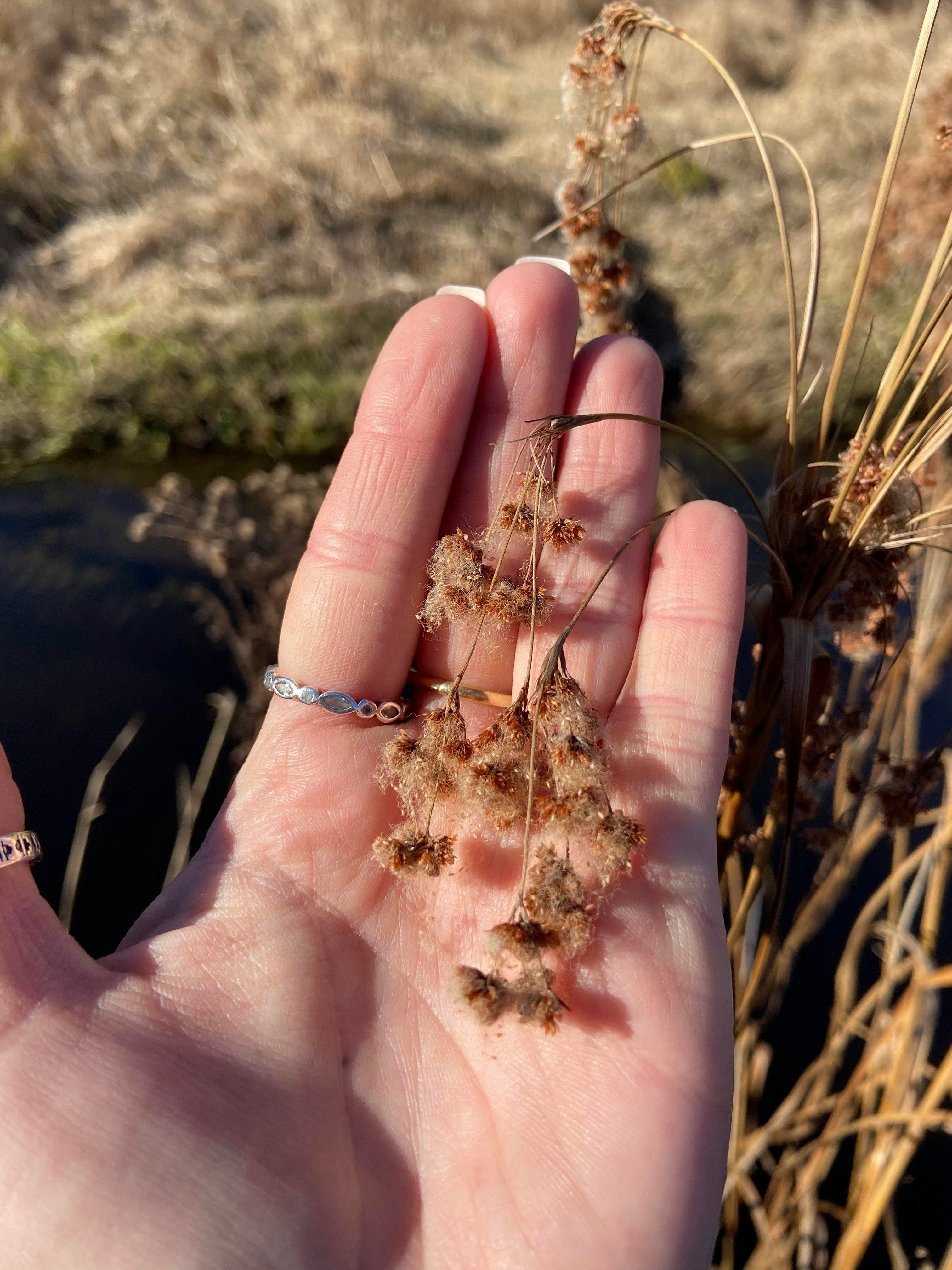 Seed Collecting & Native Plant Propagation
