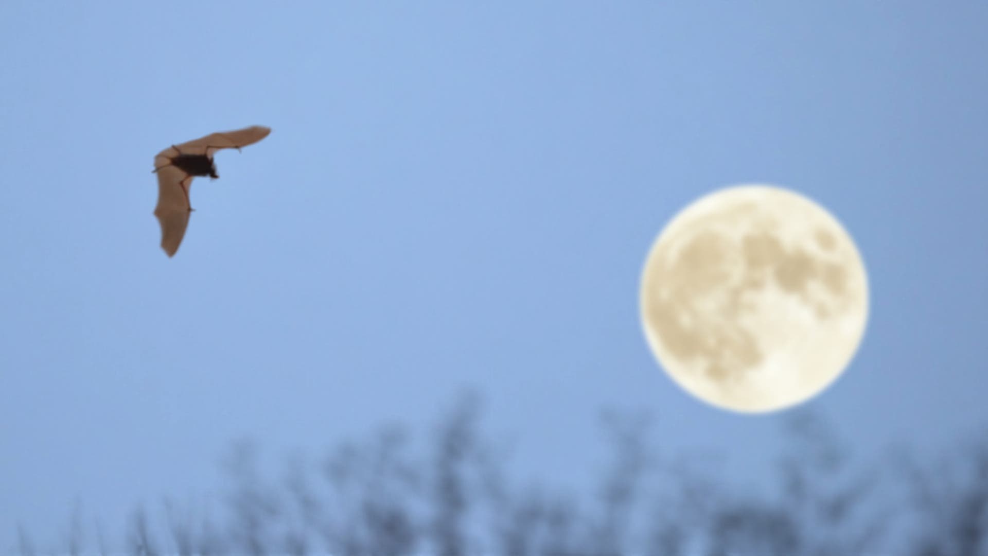 Full Moon & Bat Hike