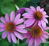 Washington Township’s Green Team Supports National Native Plant Month