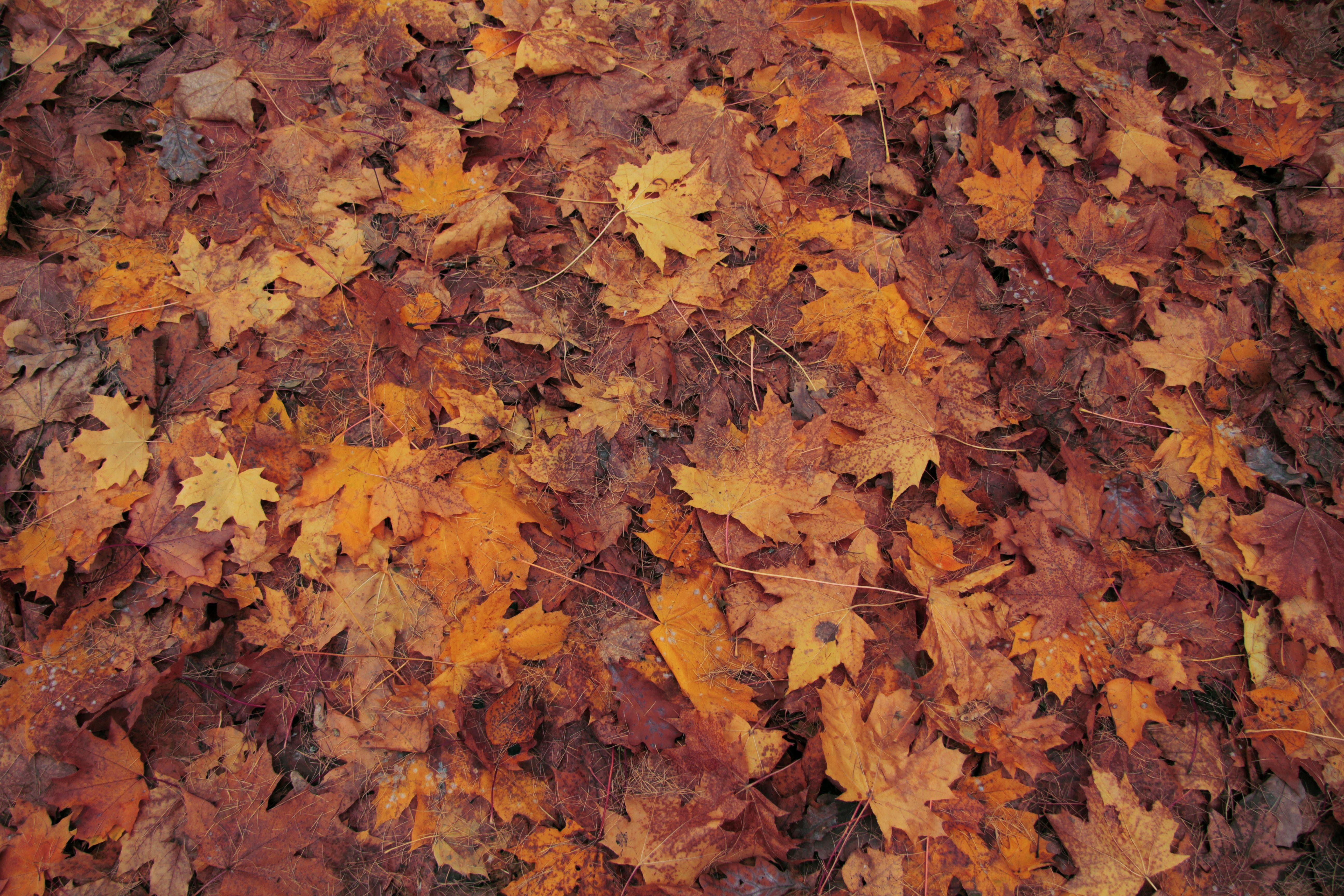 The Washington Township Green Team supports “Leave the Leaves”
