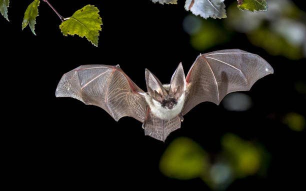 Washington Township Green Team supports International Bat Week