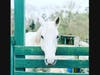 Chukkar Farm in Alpharetta, GA, will host the Inaugural Down and Derby fundraiser, rain or shine, on Saturday, May 6, from 5:30-10 p.m.