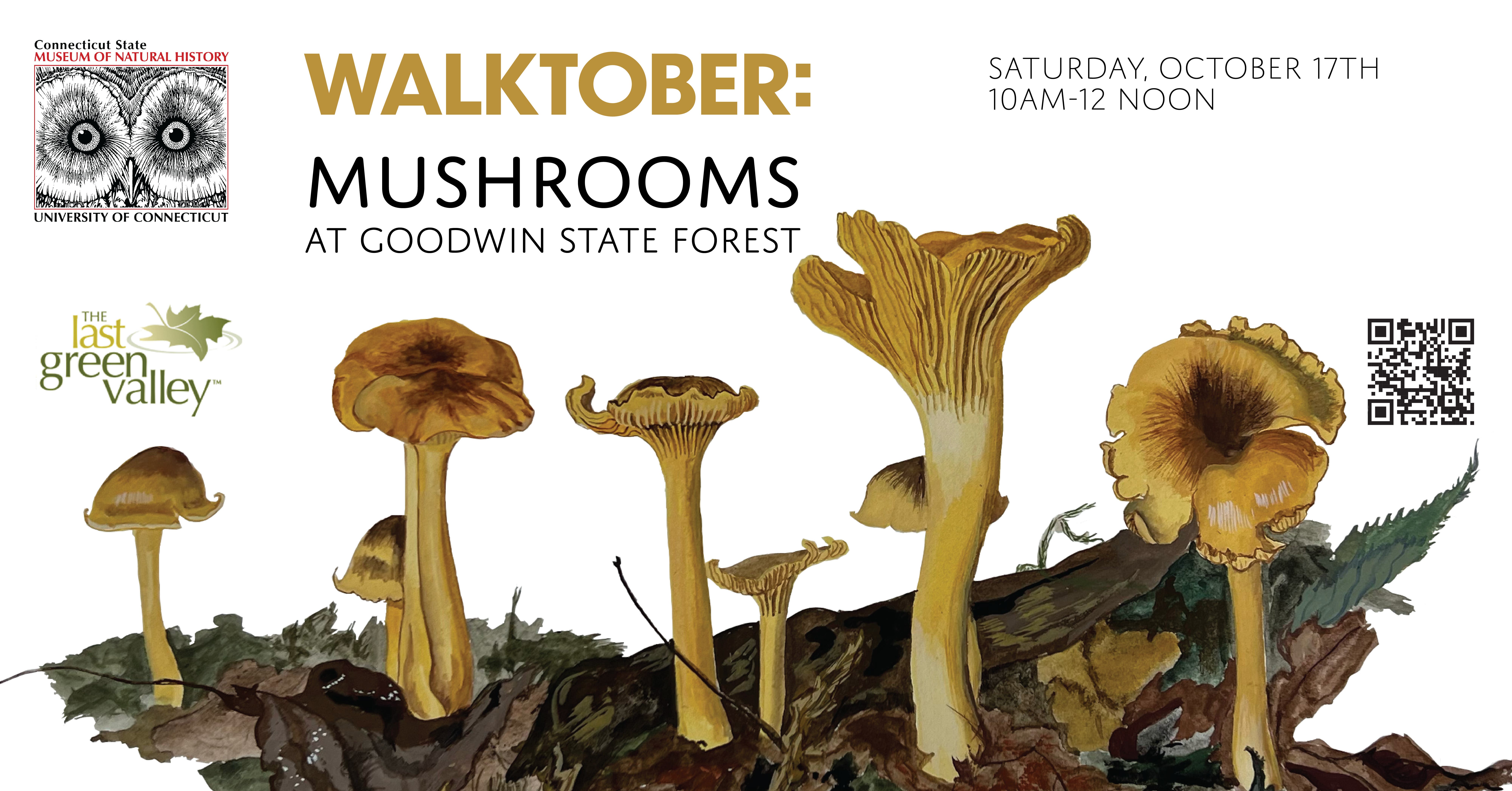 Walktober: Mushrooms at Goodwin State Forest
