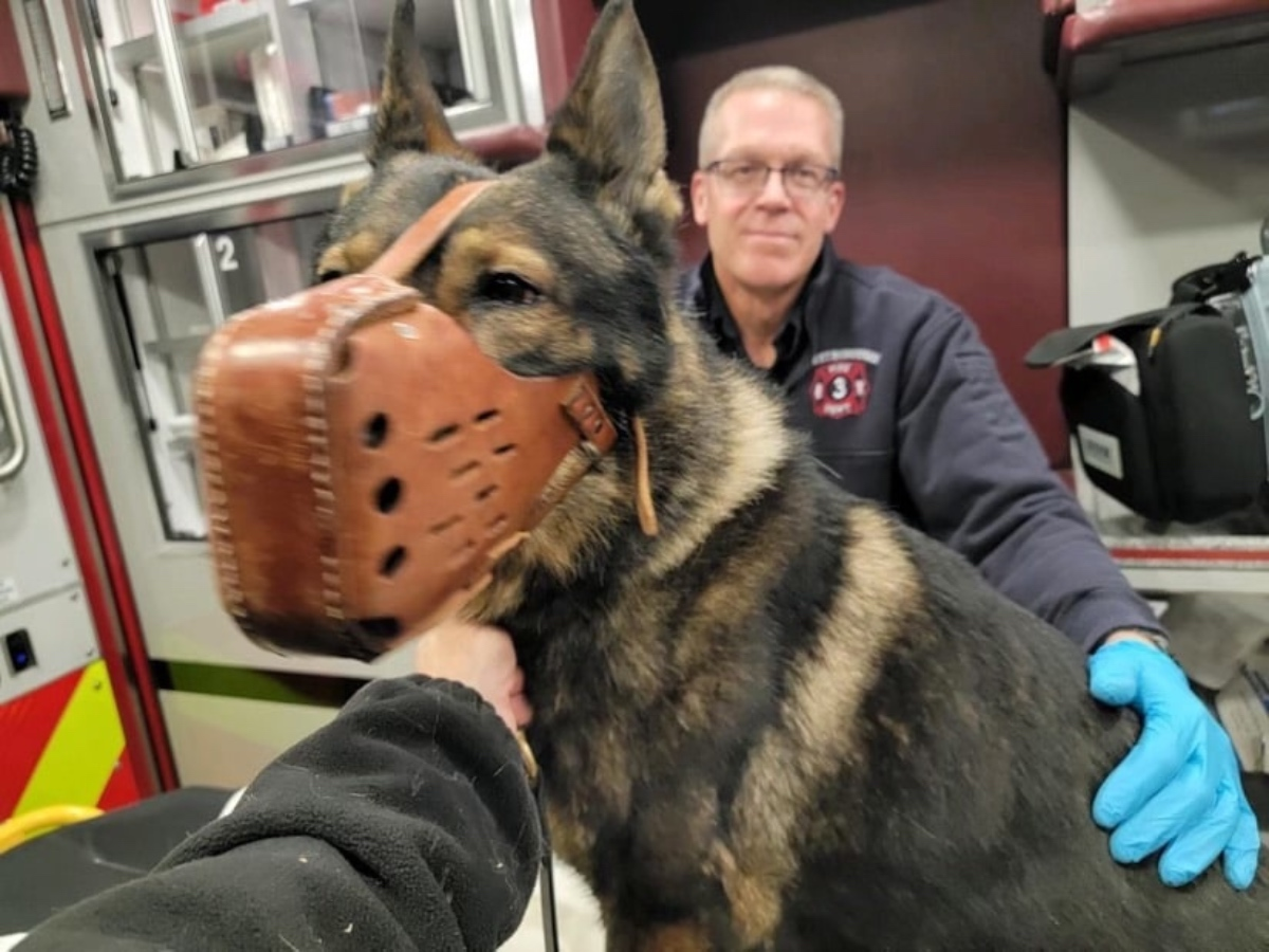 Firefighter Carl Roche and state police K-9 Orry during transport to Tufts Veterinary Hospital in North Grafton.