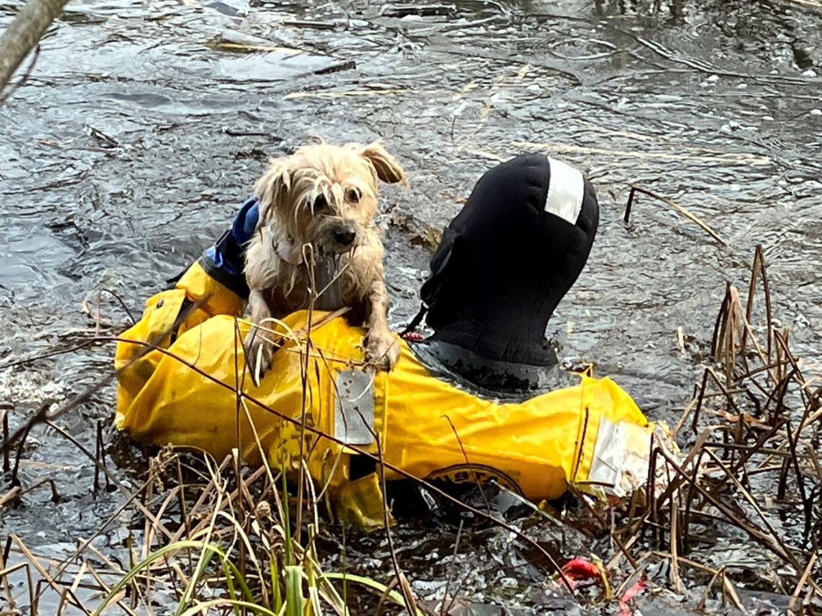 Charlie has been returned to her owners, according to officials. 
