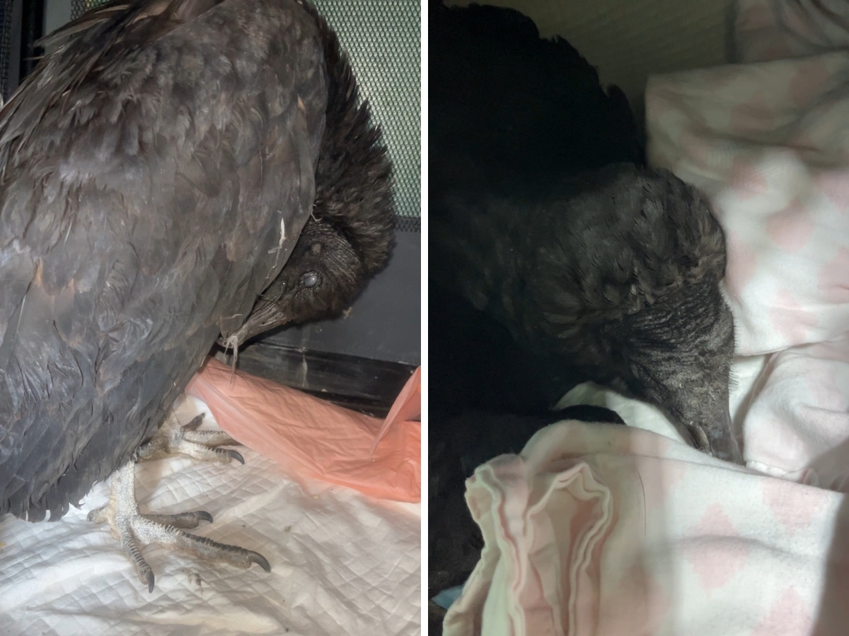 ​The rehab center, which worked with Watertown Animal Control, "ran every test" until they put the puzzle pieces together.