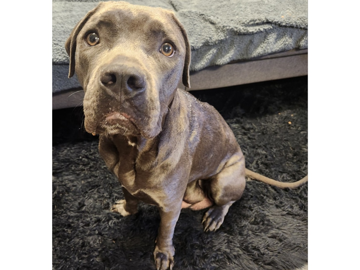 The pound is urging anyone who knows her to contact Wolcott Animal Control at 203-879-7620 or Wolcott Police Department at 203-879-1414. 