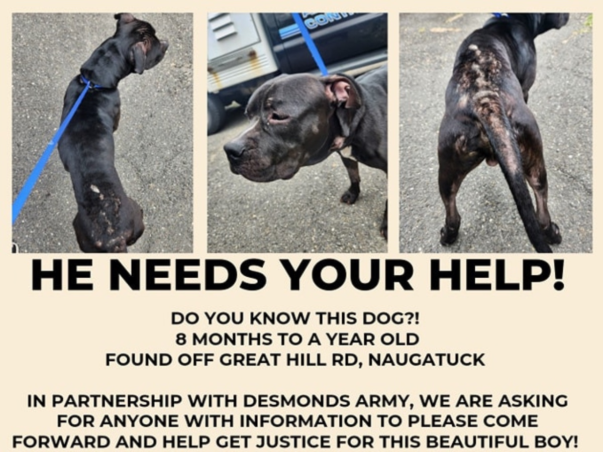 He has since made a recovery and has been placed with Naugatuck Animal Control​, which is seeking justice for the "well-behaved, gentle and eager to please​" puppy.