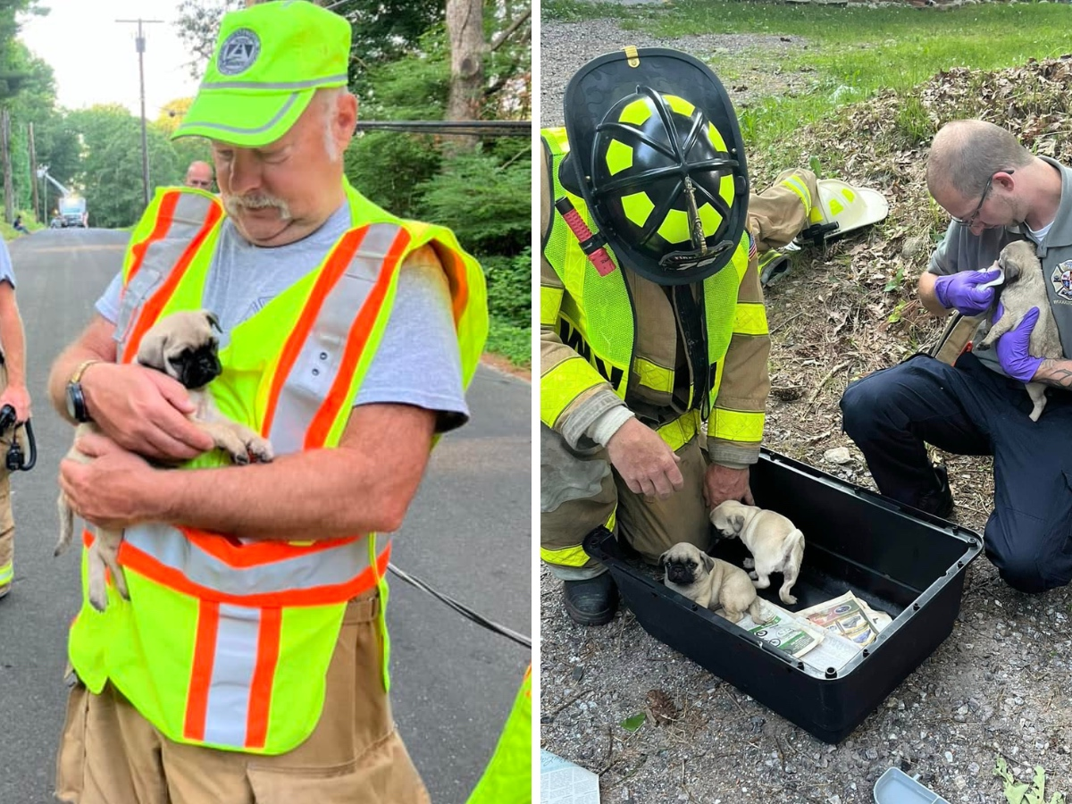 One of the puppies had to be euthanized and several others were taken to an emergency vet center for treatment, according to the Muddy Brook Fire Department.