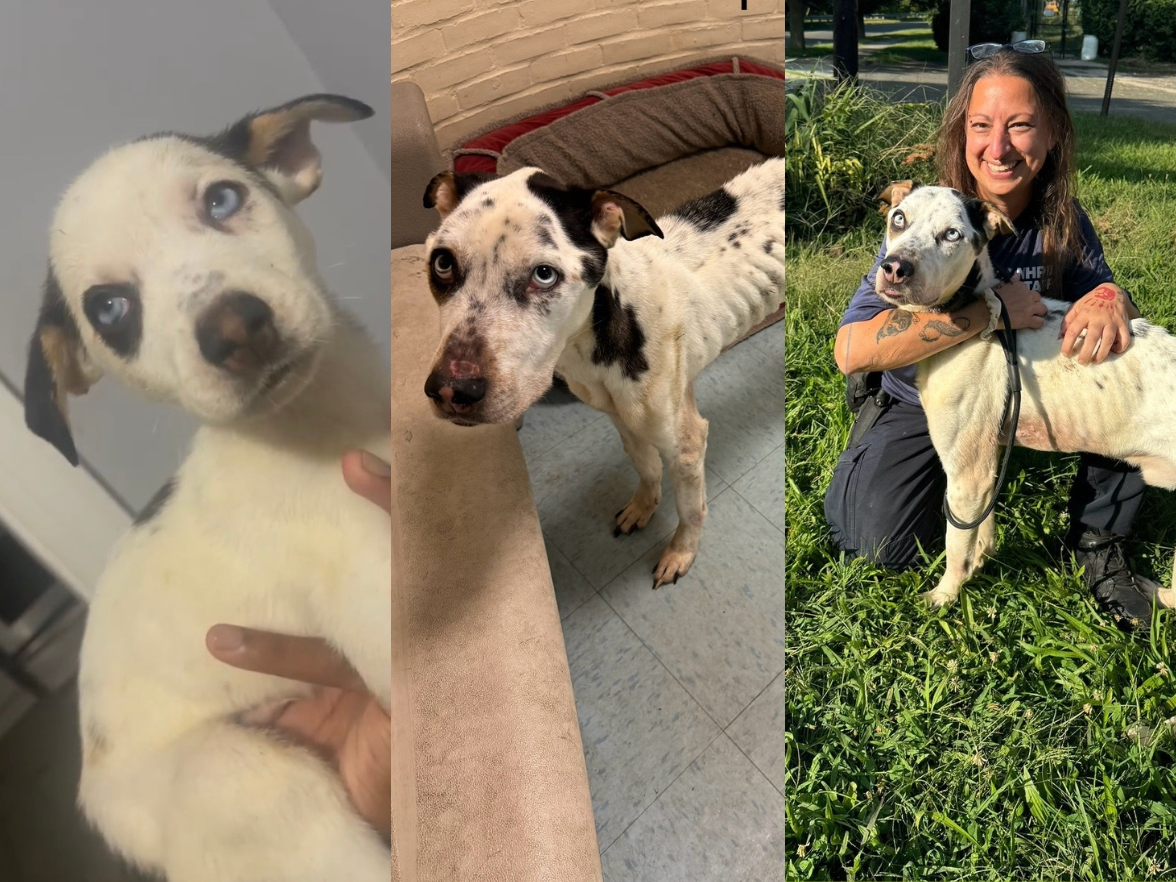 Meanwhile, Kenobi, who is just over three years old, is "doing great," the Robin I. Kroogman New Haven Animal Shelter​ said.
