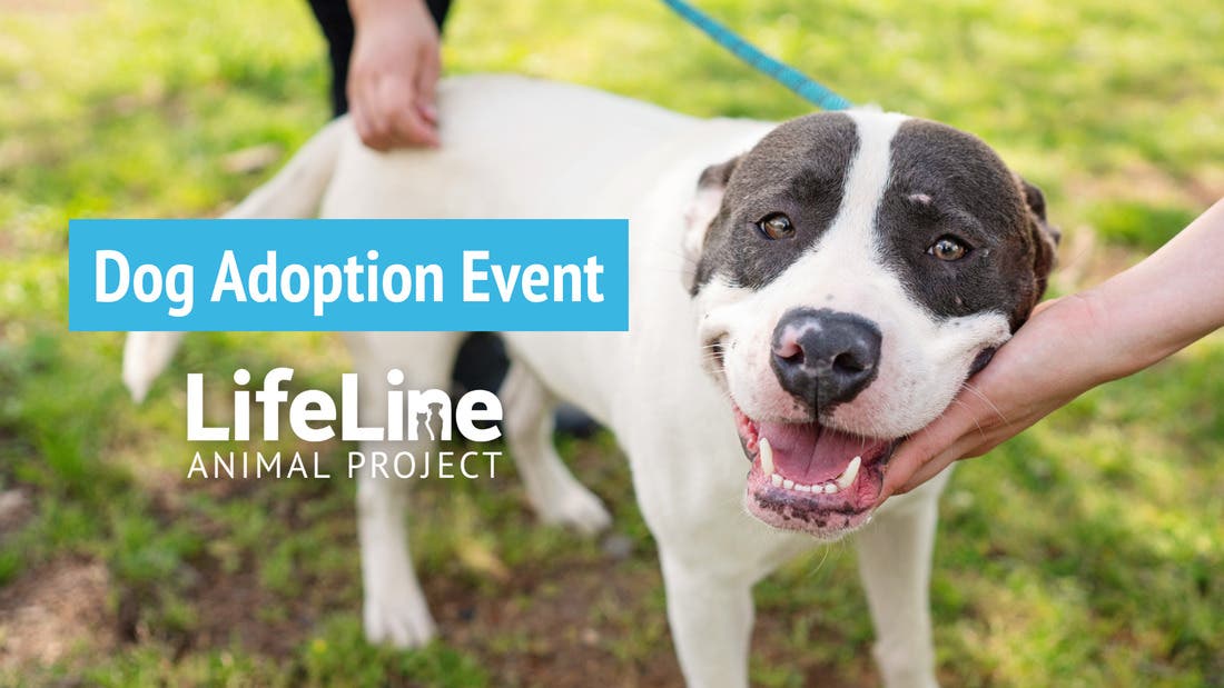 Petco Edgewood Dog Adoption Event