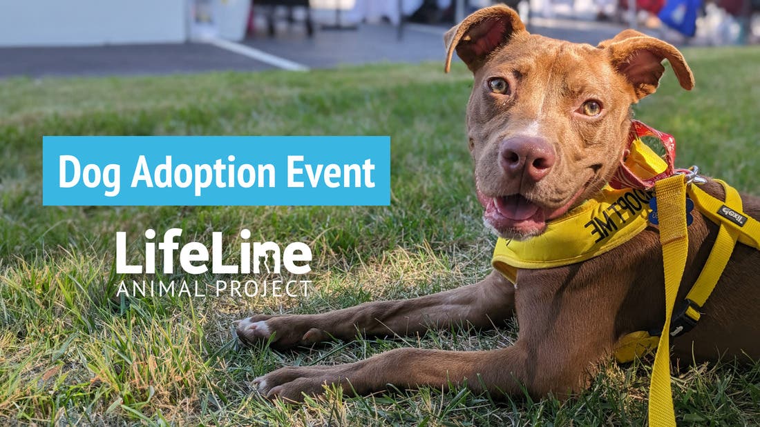 Atlanta Humane’s State Fair Dog Adoption Event