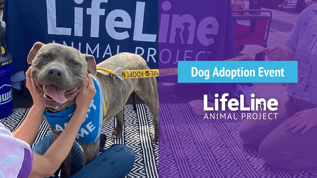 Petco Edgewood Dog Adoption Event