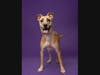 Adopt Montana at fultonanimalservices.com/pet-details/?aid=55170336&cid=97&tid=Dog