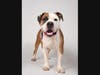 Adopt Rudy at fultonanimalservices.com/pet-details/?aid=58704600&cid=97&tid=Dog