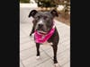 Adopt Miss Girl at: https://fultonanimalservices.com/pet-details/?aid=53615127&cid=97&tid=Dog