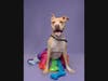 Adopt Tasha at: https://www.google.com/url?sa=j&url=https%3A%2F%2Ffultonanimalservices.com%2Fpet-details%2F%3Faid%3D54067162%26cid%3D97%26tid%3DDog&uct=1765484955&usg=2AXOdKe_t5V1Ft4Qs1gg_ZCTvlc.&opi=73833047&source=chat