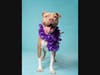 Adopt Emilia at https://lifelineanimal.org/pet-details/?aid=61044920&cid=97&tid=Dog