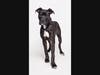 Adopt Mercedes at https://lifelineanimal.org/pet-details/?aid=60690261&cid=97&tid=Dog