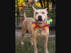 Adopt Magnolia at https://fultonanimalservices.com/pet-details/?aid=56906492&cid=97&tid=Dog