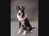 Adopt Twiggy at https://fultonanimalservices.com/pet-details/?aid=60791567&cid=97&tid=Dog