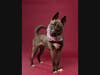 Adopt Athena at https://lifelineanimal.org/pet-details/?aid=61069479&cid=97&tid=Dog