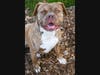 Adopt Priscilla at https://lifelineanimal.org/pet-details/?aid=60246720&cid=97&tid=Dog