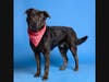 Adopt Chance at: https://lifelineanimal.org/pet-details/?aid=60843635&cid=97&tid=Dog