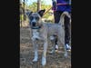 Adopt Hamlin at: https://lifelineanimal.org/pet-details/?aid=61118418&cid=97&tid=Dog