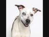 Learn more about Jay at https://lifelineanimal.org/pet-details/?aid=60690268&cid=97&tid=Dog