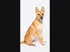 Learn more about Mittens at https://lifelineanimal.org/pet-details/?aid=60727494&cid=97&tid=Dog