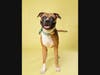 Adopt Froggy at: https://lifelineanimal.org/pet-details/?aid=61289832&cid=97&tid=Dog