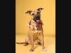 Adopt Nala at: https://lifelineanimal.org/pet-details/?aid=61289829&cid=97&tid=Dog