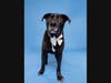 Adopt Cole at: https://lifelineanimal.org/pet-details/?aid=61564357&cid=97&tid=Dog