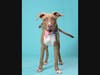 Adopt Nina at: https://lifelineanimal.org/pet-details/?aid=61564360&cid=97&tid=Dog