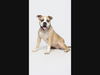 Adopt Glowie at: https://lifelineanimal.org/pet-details/?aid=61327499&cid=97&tid=Dog