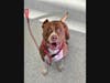 Adopt Sylvie at: https://lifelineanimal.org/pet-details/?aid=48309067&cid=97&tid=Dog